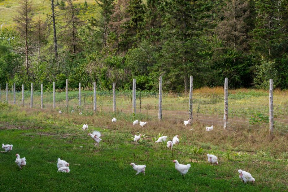Poulets bio, Viandes biologiques charlevoix